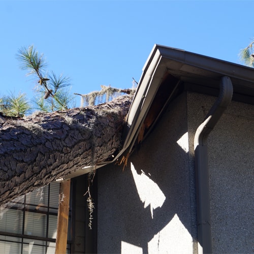 A Tree Just Hit My Roof – What Do I Do?